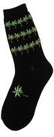 Palm Trees